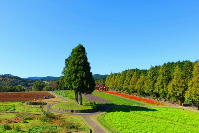 秋の青山リゾート