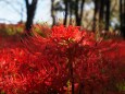 巾着田曼珠沙華公園の彼岸花