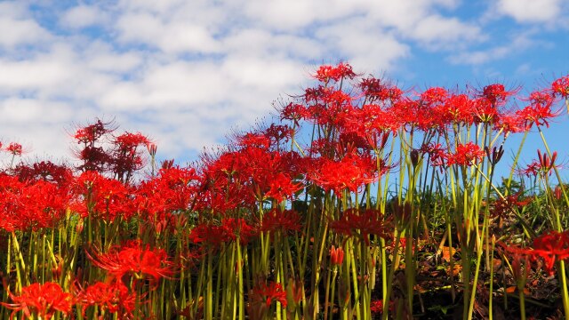 巾着田曼珠沙華公園の彼岸花