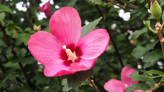 富山県中央植物園のムクゲ