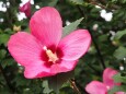 富山県中央植物園のムクゲ