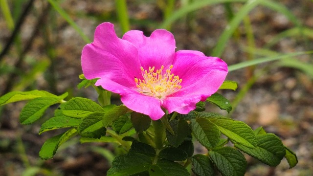 富山県中央植物園のハマナス