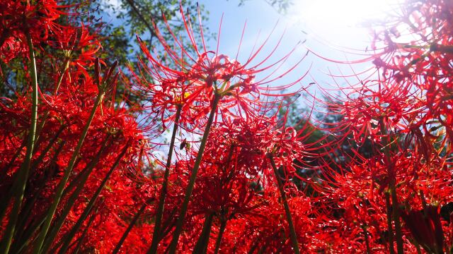 巾着田曼珠沙華公園の彼岸花