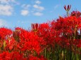 巾着田曼珠沙華公園の彼岸花