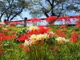 巾着田曼珠沙華公園の彼岸花