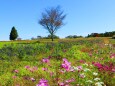 秋の青山リゾート