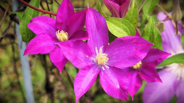 富山県中央植物園のクレマチス