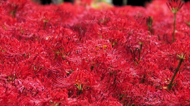 巾着田曼珠沙華公園の彼岸花