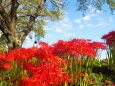 巾着田曼珠沙華公園の彼岸花