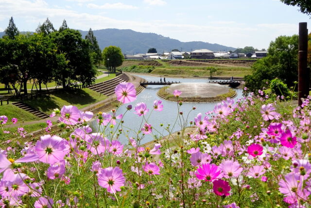 秋桜ロードから川の遊歩道と橋