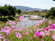 秋桜ロードから川の遊歩道と橋