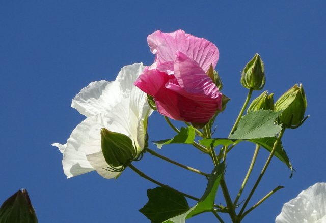 碧空に花のカップル