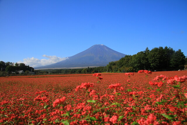 蕎麦のお花に富士山