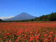 蕎麦の花&富士山