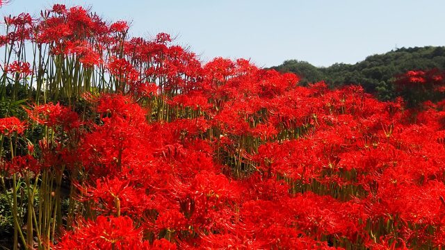 巾着田曼珠沙華公園の彼岸花