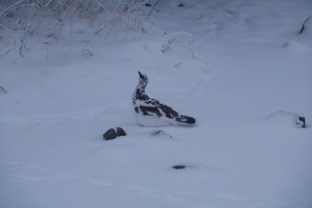 蝶ヶ岳のチビ雷鳥7