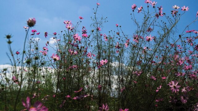 巾着田曼珠沙華公園のコスモス