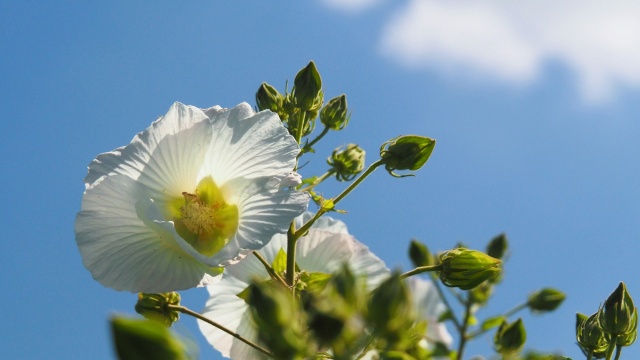 巾着田曼珠沙華公園の酔芙蓉