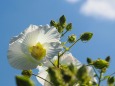 巾着田曼珠沙華公園の酔芙蓉