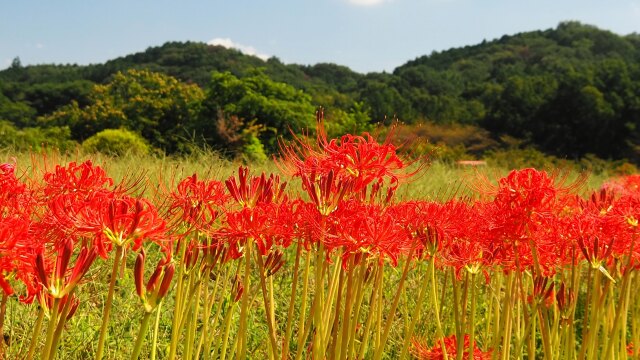 巾着田曼珠沙華公園の彼岸花