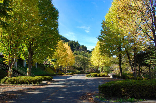 午後の公園