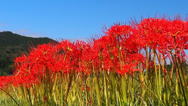 巾着田曼珠沙華公園の彼岸花