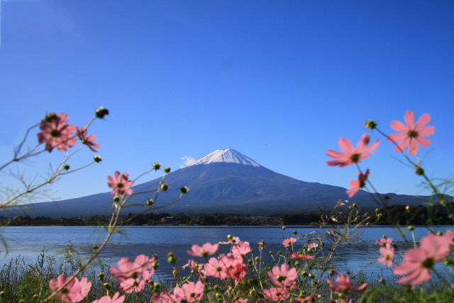 雪の富士山にコスモス