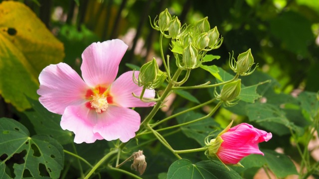 富山県中央植物園の酔芙蓉