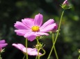 巾着田曼珠沙華公園のコスモス