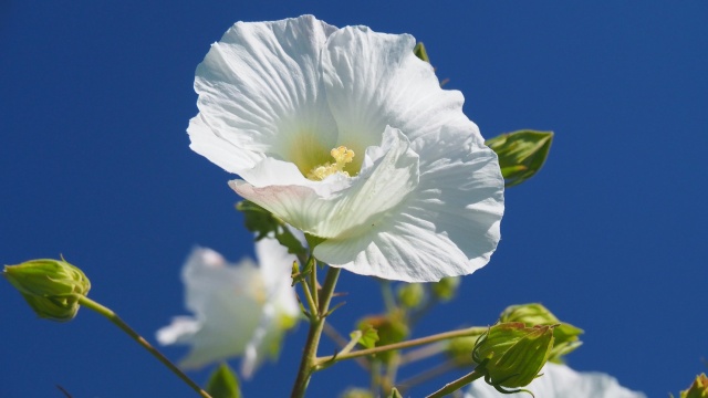 巾着田曼珠沙華公園の酔芙蓉