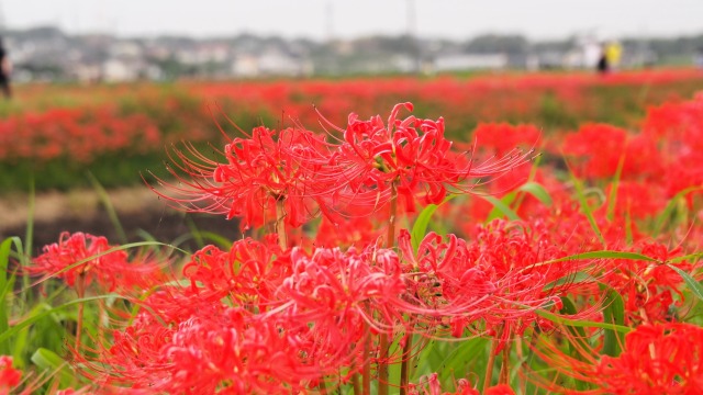 ごんの秋まつりの彼岸花