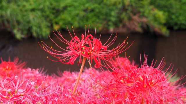 ごんの秋まつりの彼岸花