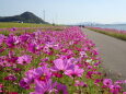 河川敷コスモスの道