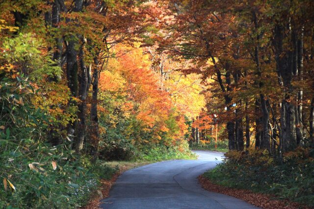 秋の山道