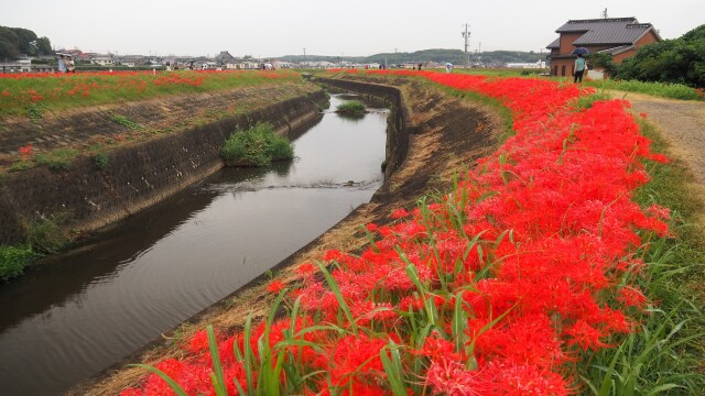 ごんの秋まつりの彼岸花