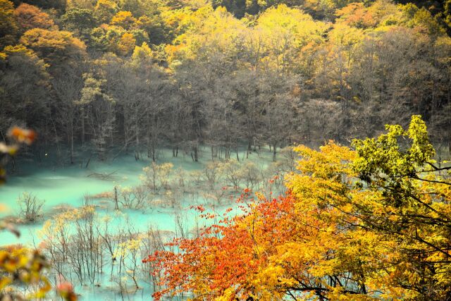 水没林と紅葉