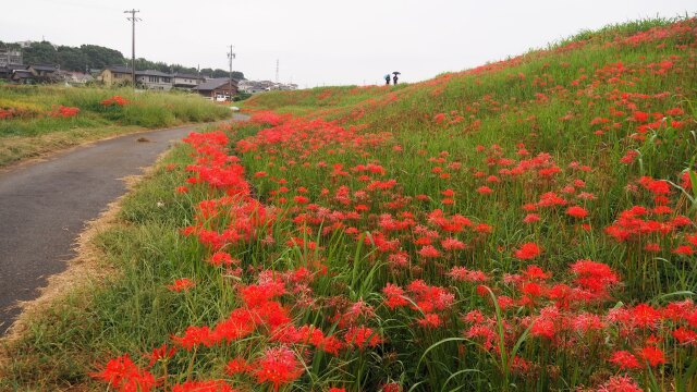 ごんの秋まつりの彼岸花