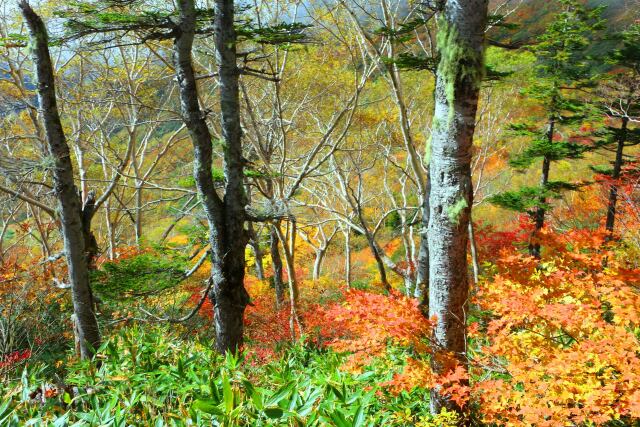 栂池自然園