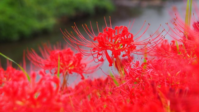 ごんの秋まつりの彼岸花