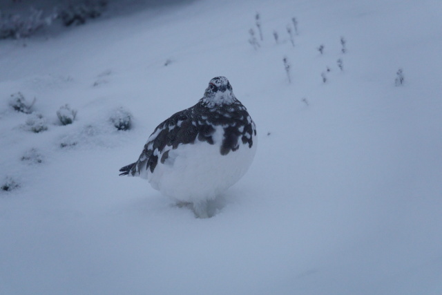 蝶ヶ岳の雄雷鳥2