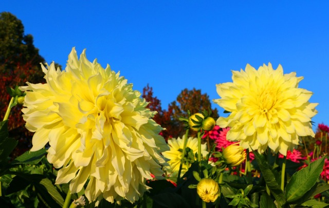 秋の花