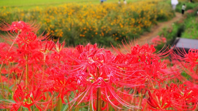 ごんの秋まつりの彼岸花