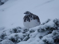 蝶ヶ岳の雄雷鳥3