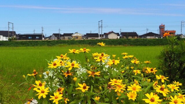 朝日町のジニア