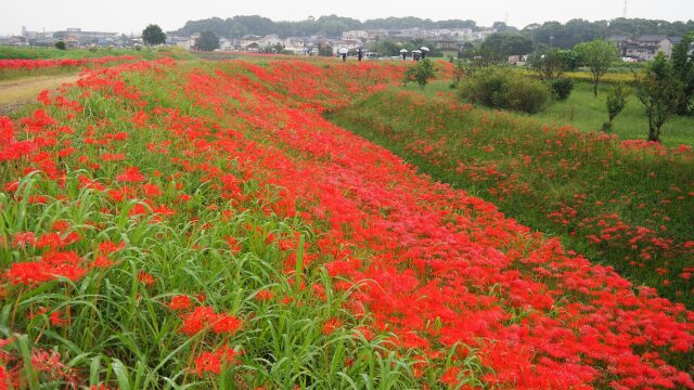 ごんの秋まつりの彼岸花