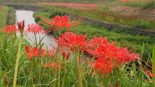 ごんの秋まつりの彼岸花