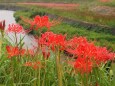 ごんの秋まつりの彼岸花