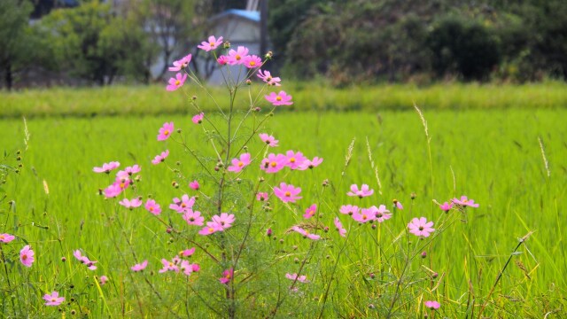 朝日町のコスモス