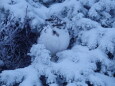 蝶ヶ岳のチビ雷鳥11