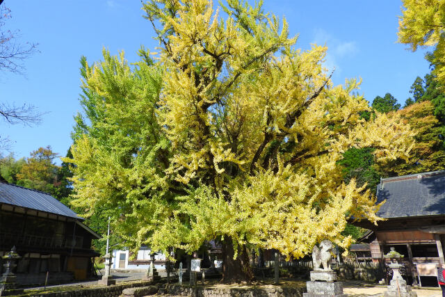 高原 秋 15 神社の大イチョウ